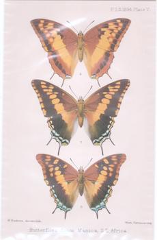 Item #76-0080 Butterflies from Manica, South East Africa, Plate V. W. Purkiss