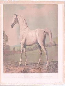 Item #76-1386 Mambrino Bred by Lord Grosvenor. George Stubbs, After