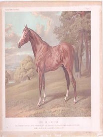 Item #76-1390 Stilton A. Hunter, The Property of Col. Loyd Lindsay V. C. M. P. A Winner of the...
