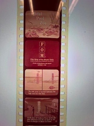 Item #77-2124 Tidal Pool Zoo. Film Strip of the Month Club