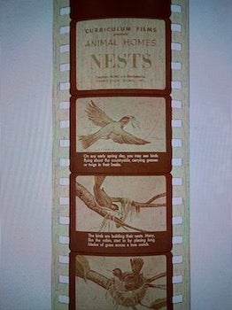 Item #77-2132 Animal Homes: NESTS. Curriculum Films