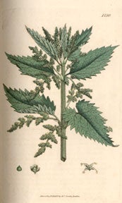 Item #99-0121 English Botany; or, Coloured Figures of British Plants, With Their Essential...