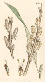 Item #99-0122 English Botany; or, Coloured Figures of British Plants, With Their Essential...